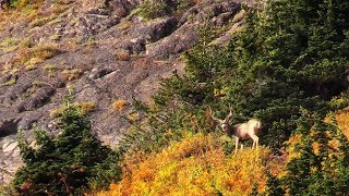 COLORADO HIGH COUNTRY MULE DEER HUNT