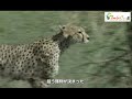 ハイエナから子供たちを守った母チーター、その後の狩り　wild animals in africa hunting after the hyena has passed.