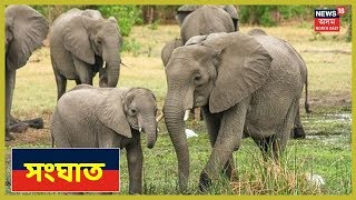Assamত আকৌ Man-Elephant Conflict, ভাঙি লণ্ডভণ্ড কেইবাটাই ঘৰ