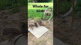 Make a easy bird trap use a ring #birds #trap #trending