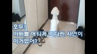 [안호두 리얼TV] 호두가 아빠를 애타게 기다린 것이 이거였어?...푸들 강아지 애견 반려동물