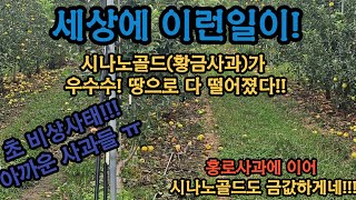 시나노골드 사과도 비상입니다. 올해 탄저병에 낙과에 장난 아니네요 ㅠㅠ