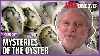 What are Oysters and Where Do They Come From? The Mysteries of the Oyster |  Doc