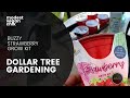 Dollar Tree Buzzy Strawberry Grow Kit | Modest Vegan Chik