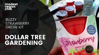 Dollar Tree Buzzy Strawberry Grow Kit | Modest Vegan Chik