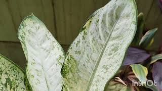 ಮನೆಯ ಒಳಗಡೆ ಇಡುವಂತಹ ಗಿಡಗಳು l indoor plants l easy maintenance l Kannada l