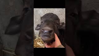 How cool is the nose of this baby buffalo😍🙂.    #buffalo