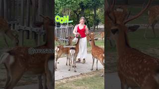 日本の奈良で鹿に餌をやる観光客の素敵なひととき | nara deer | 奈良公園 鹿 | 奈良の鹿 | 奈良鹿 #deerpark #japan