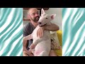 man surrenders to goofy bull terrier. and we’re obsessed cuddle buddies