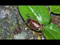 2年に一度のケブカコフキコガネ　 cockchafer　奄美大島