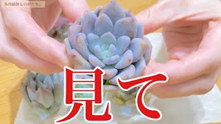 【多肉植物】taniku屋 NonNonさんの苗が可愛すぎた。百均多肉には無い魅力？【夫婦で開封】