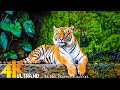 MANA POOLS NATIONAL PARK 4K [60FPS] - Exploring Majestic African Wildlife Film with Relaxing Music