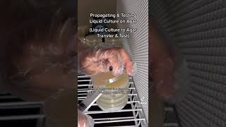 Propagating and Testing Liquid Culture on Agar (LC to Agar Transfer \u0026 Test)