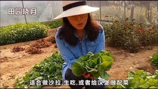 奶油生菜比普通生菜长得好看口感更佳，秋季种菜别落下它哦！