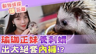 【動物偵探翎距離】「瑜珈正妹」養刺蝟 出大絕套「內褲」!?