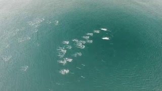 カマイルカ・空撮Vol.1 / Drone footage dolphins pod.