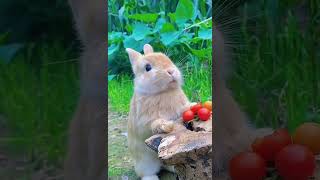 Cute rabbit Gets Hiccups While Eating-Adorable Rabbit #Shorts #funnyanimals #cuteanimals #rabbit