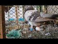 Female Fighter laying egg - Amazing Birds Pakistan pigeonloft #Youtubeshorts