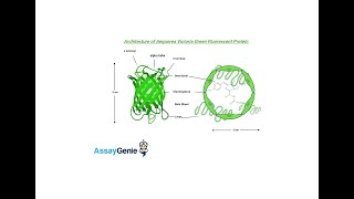 Choosing a Fluorescent Protein_ A Comprehensive Guide