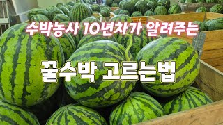 꿀수박고르는법 3가기만 알면 꿀수박을 고를 수 있어요 고창수박