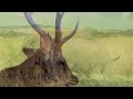 the most exclusive wild animals 8k ultra hd • hdr 60fps