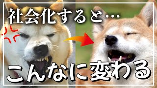 【獣医師監修】噛まない賢い犬は子犬の時こう育てる【社会化】