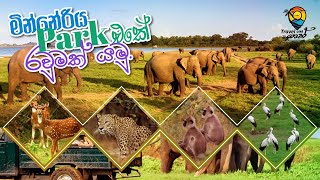 Let's Go Around Minneriya National Park මින්නේරිය ජාතික උද්‍යානයේ   රවුමක් යමු