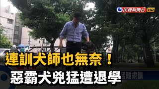 連訓犬師也無奈! 惡霸犬兇猛遭退學－民視新聞