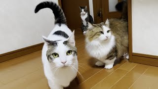 自分が誰なのか？分かっている知能指数が高い猫