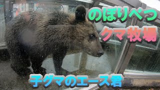 のぼりべつクマ牧場のかわいい子グマのエース君【北海道・登別市観光】登別温泉