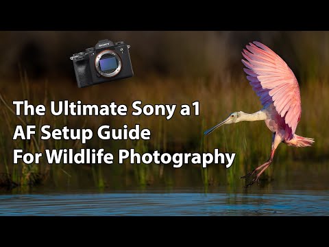 The Ultimate Sony a1 AF Setup Guide (for Wildlife Photography)