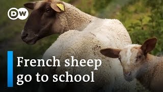 France: Sheep enrolled in elementary school | Focus on Europe