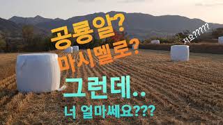 [원형볏짚] 공룡알? 마시멜로? 논두렁에 저건뭐야🧐  가격은🤑🤑 |rice straw|