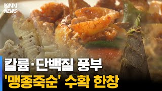 '우후죽순' 솟아나는 '거제 맹종죽순' 수확 한창