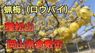 種松山の蝋梅（ロウバイ）が咲いていた 岡山県倉敷市 20210207