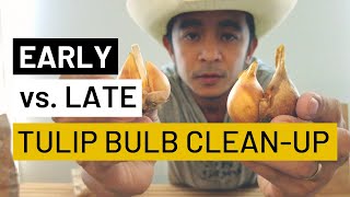 Early vs Late Tulip Bulb Cleanup |  How to Divide / Move / Clean / Store Tulips