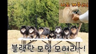 포메라니안 블랙탄 모이다! 강아지들 천국