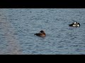 witoogeend ferruginous duck aythya nyroca