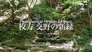 枚方 交野の新緑 国見山～源氏の滝～観音岩～倉治山 30th Apr.2022