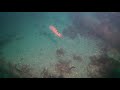 the pins dive site near portaferry in northern ireland