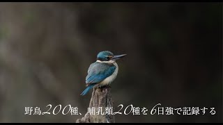 ケアンズで野鳥200種+哺乳類20種の記録を目標としたツアー　2023年9月