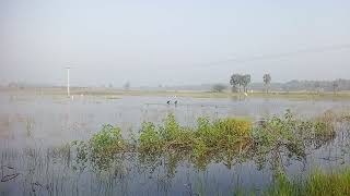 Valarnthu varum paravaikal saranalayam