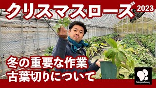 クリスマスローズ 古葉切りについて 開花前の重要な作業です　◆横山園芸 公式◆　【2023】