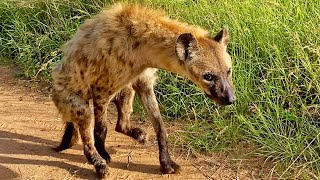 How Hyenas Live After A Lion Attack