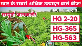 ग्वार की सबसे अधिक उत्पादन वाली TOP 3 बीज किसमें! HG 2-20, HG-365, HG-563 - सम्पूर्ण जानकारी !Gwar