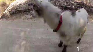 Funny, Cute Goat playing and dancing.