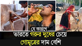 ভারতে গরুর দুধের চেয়ে গোমূত্রের দাম বেশি ! AM World