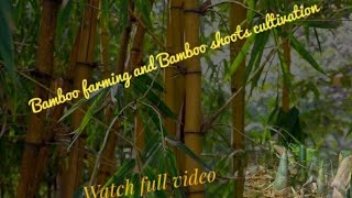 Bamboo farming/Bamboo shoots/ಬಿದಿರು ಕೃಷಿ/ಕಳುಲೆ