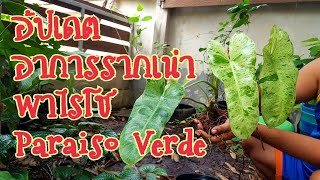 พาไรโซ ซื้อมาสามวันรากเน่า อาการเป็นอย่างไร Philodendron Paraiso Verde : หลงไม้ใบ EP.54