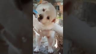 با حیوانات مهربون باشیم هوا گرمه ظرف آب تو سایه براشون بگذاریم 🐶